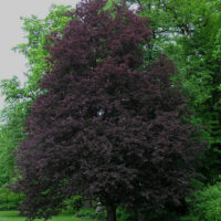 Fagus sylvatica 'Rohanii'
