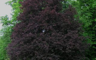 Fagus sylvatica 'Rohanii'