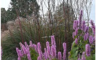 Elsholtzia stauntonii 40–50 cm