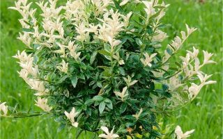 Eunymus fort. 'Harlequin' 80KM