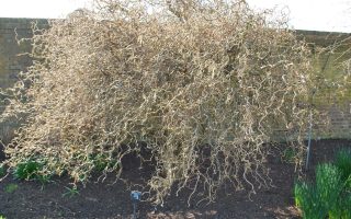Corylus avellana 'Contorta'