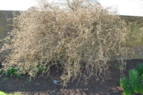 Corylus avellana 'Contorta' - Obrázek 1