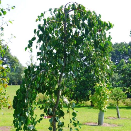 Cercidiphyllum japonicum 'Pendulum' - Obrázek 1