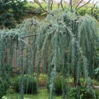 Cedrus atlantica 'Pendula' 100–125 cm