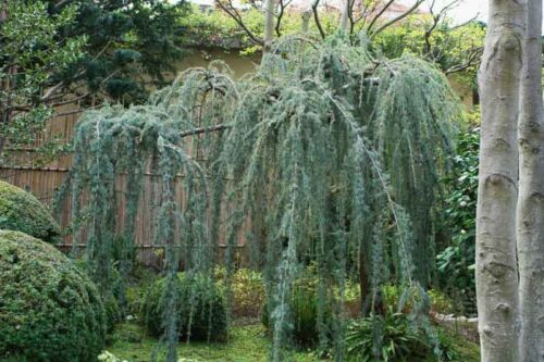 Cedrus atlantica 'Pendula' 100–125 cm - Obrázek 1