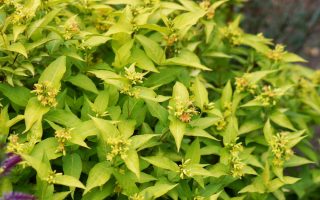 Diervilla rivularis 'Honeybee'