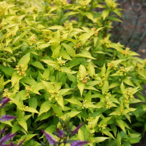 Diervilla rivularis 'Honeybee' - Obrázek 1