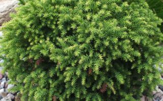 Cryptomeria jap. ´Monstrosa Nana´ 15–20 cm