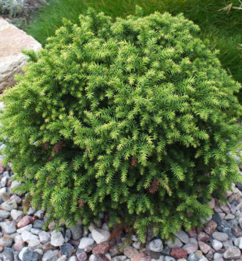 Cryptomeria jap. ´Monstrosa Nana´ 15–20 cm - Obrázek 1