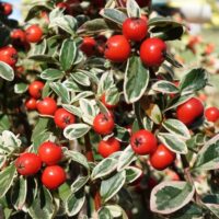 Cotoneaster x suesicus 'Juliette'120KM