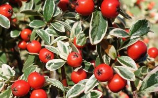 Cotoneaster x suesicus 'Juliette' 80 KM