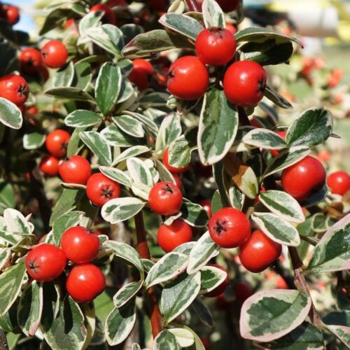 Cotoneaster x suesicus 'Juliette'120KM - Obrázek 1