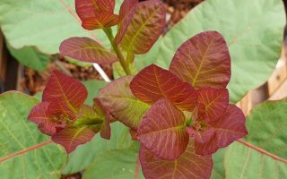 Cotinus cogg. 'Old Fashioned'® 20–30 cm