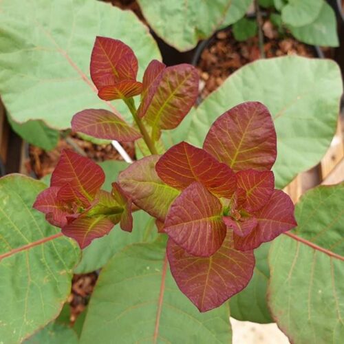 Cotinus cogg. 'Old Fashioned'® 20–30 cm - Obrázek 1