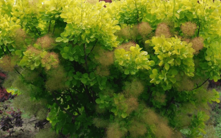 Cotinus cogg. 'Golden Spirit'® 20–30 cm