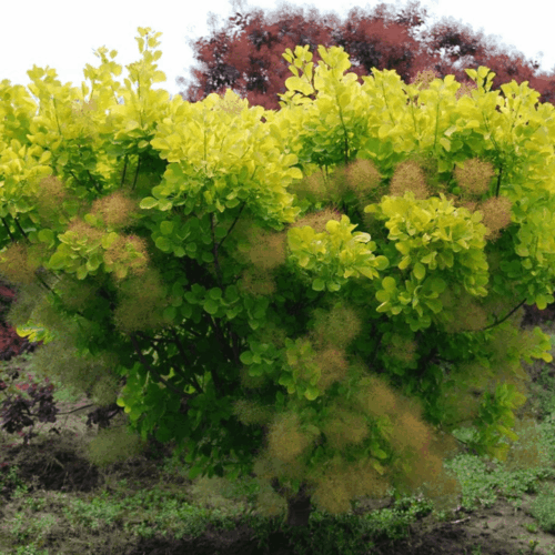 Cotinus cogg. 'Golden Spirit'® 20–30 cm - Image 1