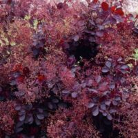 Cotinus cogg. 'Dusky Maiden'® 20–30 cm