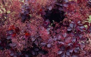 Cotinus cogg. 'Dusky Maiden'® 20–30 cm