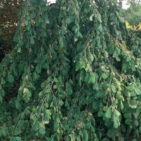 Corylus avellana 'Pendula' 120KM