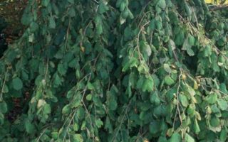 Corylus avellana 'Pendula' 120KM