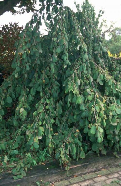 Corylus avellana 'Pendula' 120KM - Obrázek 1