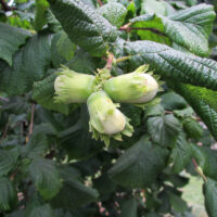 Corylus 'Cosford' 60–80 cm