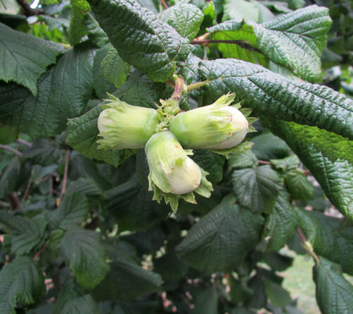Corylus 'Cosford' 60–80 cm - Obrázek 1