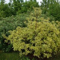 Cornus alba 'Spaethii'