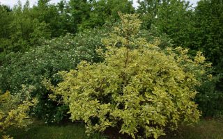 Cornus alba 'Spaethii'