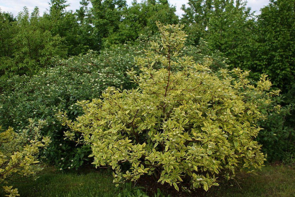 Cornus alba 'Spaethii' - Obrázek 1