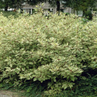 Cornus alba 'Elegantissima'