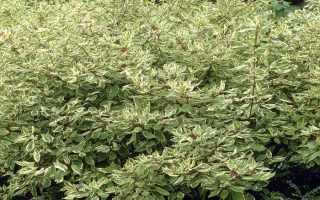 Cornus alba 'Elegantissima'