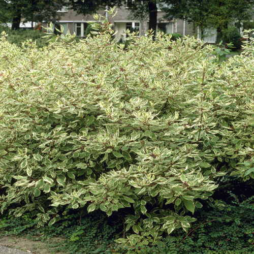 Cornus alba 'Elegantissima' - Obrázek 1