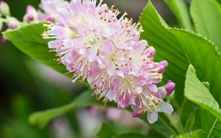 Clethra alnifolia 'Pink Spire'