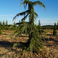 Cedrus libani 'Pendula'125–150 K