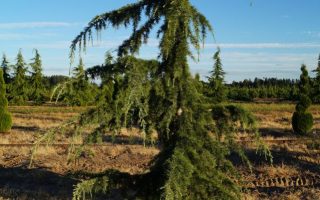 Cedrus libani 'Pendula'125–150 K