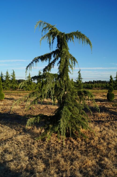 Cedrus libani 'Pendula'125–150 K - Image 1