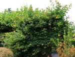 Campsis radicans 'Flava', v. 70 cm - vyvaz. - Obrázek 2