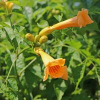 Campsis radicans 'Flava', v. 70 cm - vyvaz.
