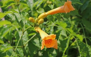 Campsis radicans 'Flava', v. 70 cm - vyvaz.