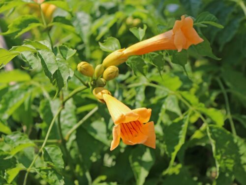 Campsis radicans 'Flava', v. 70 cm - vyvaz. - Obrázek 1