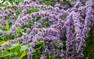 Buddleja alternifolia