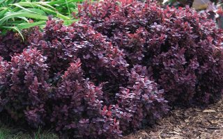 BERBERIS THUNBERGII 'Concorde',  20–30 cm