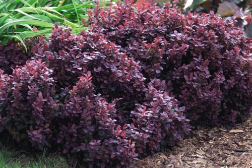 BERBERIS THUNBERGII 'Concorde',  20–30 cm - Obrázek 1
