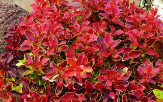 Berberis thunbergii 'Admiration'®