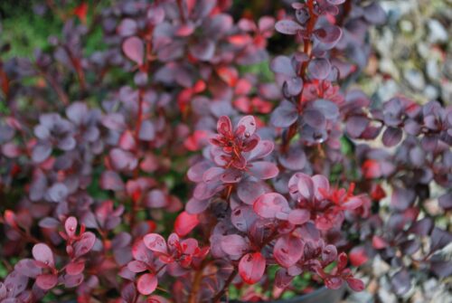 Berberis thunb. 'Dart s Red Lady' 20–30 cm - Obrázek 2