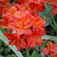 Azalea 'Satan'