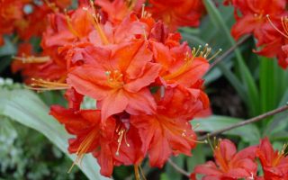 Azalea 'Satan'