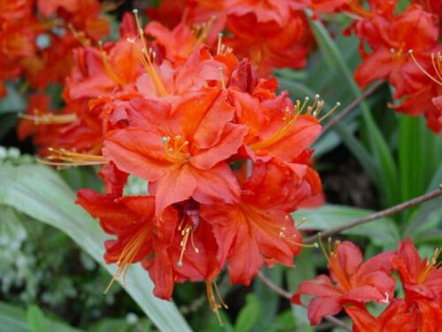 Azalea 'Satan' - Image 1