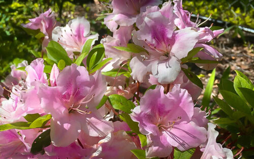 Azalea (J) Encore® 'Autumn Sweetheart' 20–30 cm lila - Obrázek 1